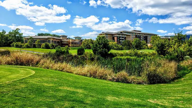 Cattails at MeadowView Golf Course