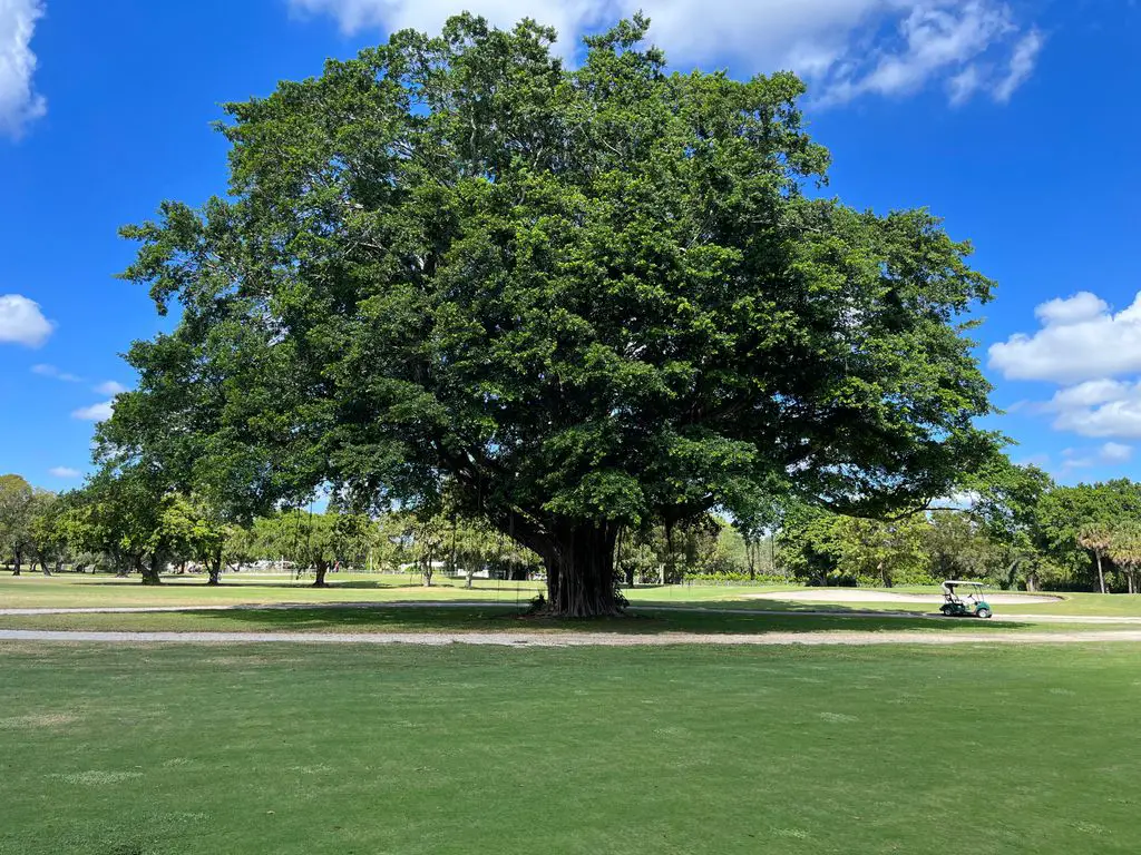 Greynolds-Golf-Course-1