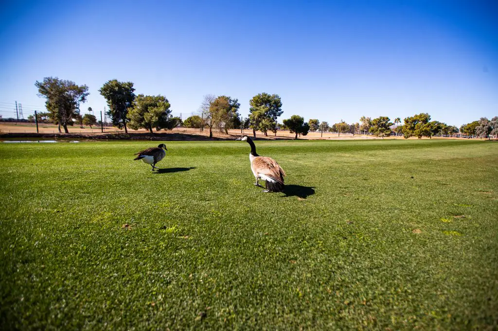 Ken-McDonald-Golf-Course