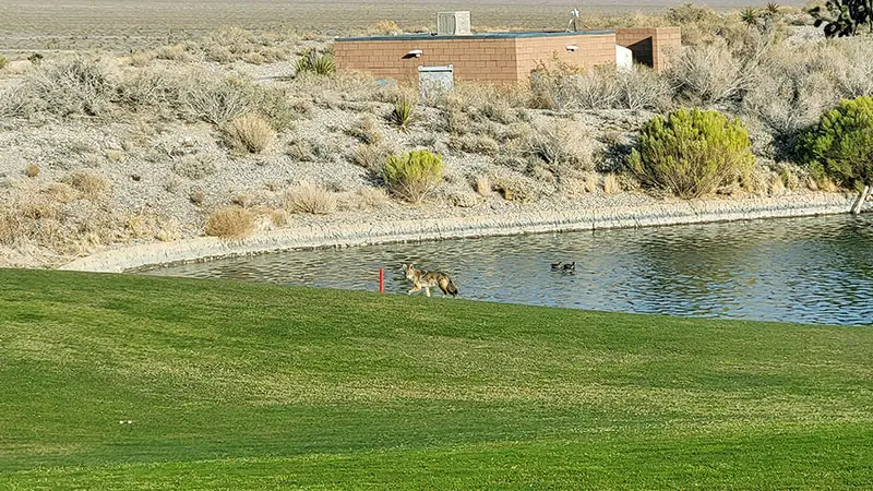 Las Vegas Paiute Golf Resort - Wolf