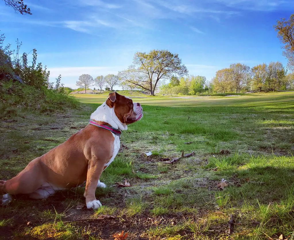 Meadow-Golf-Course-Peabody-1