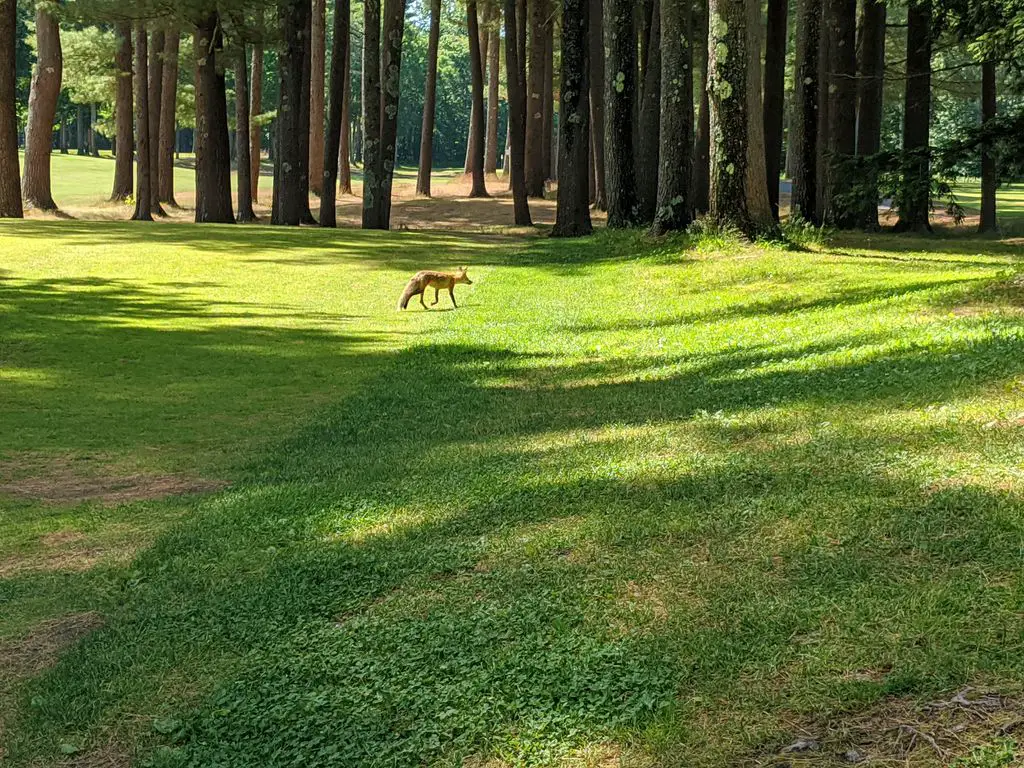 Souhegan-Woods-Golf-Club‎