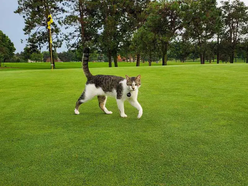 Hickory Hills Golf Course