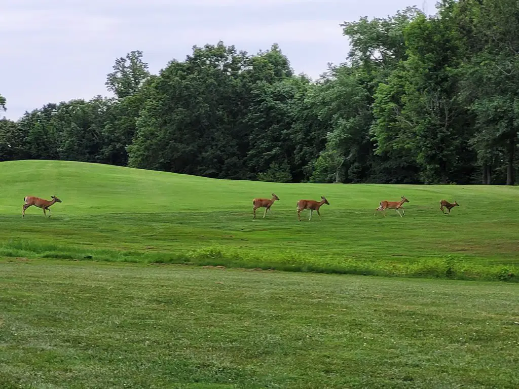 Pohick-Bay-Golf-Course-1